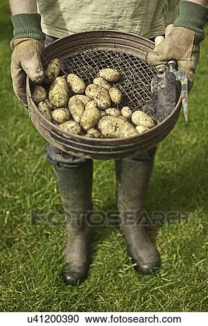 Cropped shot of senior man holding bowl of homegrown potatoes View Large Photo Image Stock Image - Cropped shot of senior man holding bowl of homegrown potatoes. Fotosearch