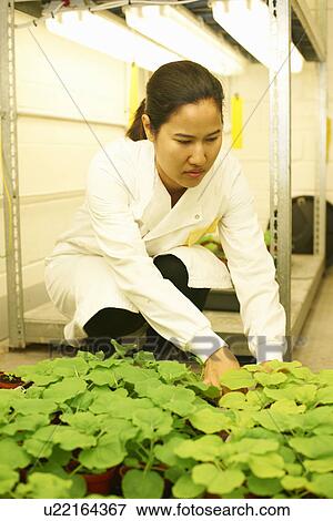 Female scientist comparing plant samples in lab View Large Photo Image Stock Photo - Female scientist comparing plant samples in lab. Fotosearch