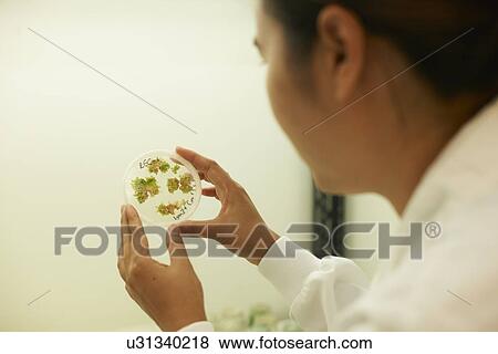 Female scientist examining plant sample in petri dish View Large Photo Image Stock Photo - Female scientist examining plant sample in petri dish. Fotosearch
