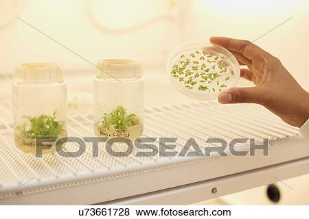 Female scientist holding plant sample in petri dish View Large Photo Image Stock Photo - Female scientist holding plant sample in petri dish. Fotosearch