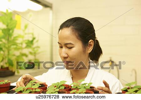 Stock Photo - Female scientist monitoring plant samples in lab. Fotosearch