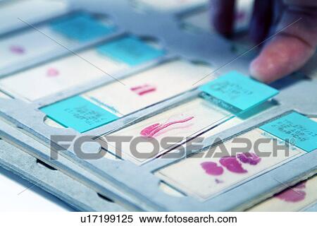 Female scientist organising samples View Large Photo Image Stock Photography - Female scientist organising samples. Fotosearch