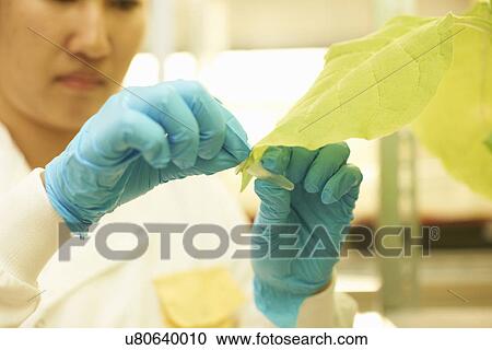 Female scientist taking plant sample in lab View Large Photo Image Stock Image - Female scientist taking plant sample in lab. Fotosearch