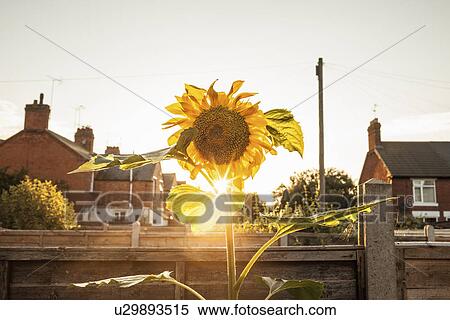 Garden sunflower garden at sunset View Large Photo Image Stock Photography - Garden sunflower garden at sunset. Fotosearch