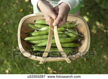 Garden trug of beans View Large Photo Image Stock Photo - Garden trug of beans. Fotosearch