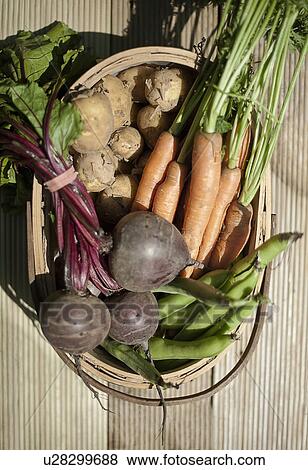 Stock Photo - Garden trug of carrots, beetroots, potatoes and beans. Fotosearch