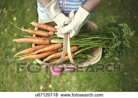 Stock Photo - Garden trug of carrots. Fotosearch