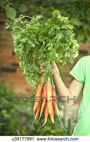 Girl holding up bunch of carrots View Large Photo Image Stock Image - Girl holding up bunch of carrots. Fotosearch