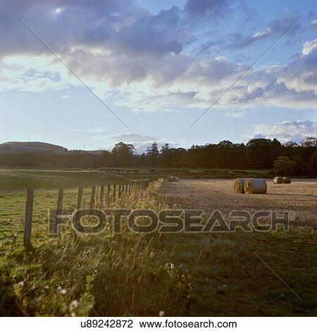 Hay bales in farmer's field View Large Photo Image Stock Image - Hay bales in farmer's field. Fotosearch