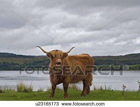 Highland Cow, Scotland View Large Photo Image Stock Image - Highland Cow, Scotland. Fotosearch