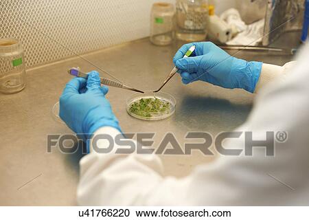 Male scientist holding tweezers over petri dish View Large Photo Image Stock Image - Male scientist holding tweezers over petri dish. Fotosearch