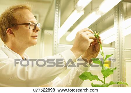 Male scientist picking sample from plant View Large Photo Image Stock Photo - Male scientist picking sample from plant. Fotosearch