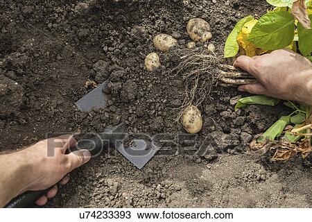 Mature man digging up potatoes from garden View Large Photo Image Stock Image - Mature man digging up potatoes from garden. Fotosearch