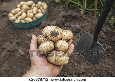 Mature man holding potatoes harvested from garden View Large Photo Image Stock Image - Mature man holding potatoes harvested from garden. Fotosearch