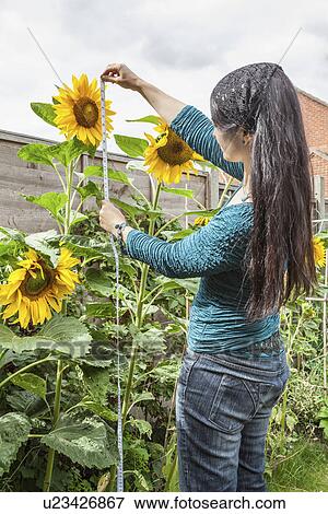 Mature woman measuring sunflowers in garden View Large Photo Image Stock Photo - Mature woman measuring sunflowers in garden. Fotosearch