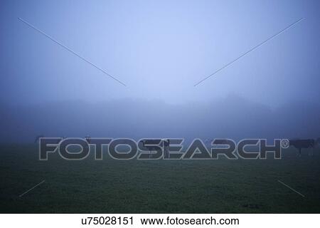 Misty field with grazing cows View Large Photo Image Stock Image - Misty field with grazing cows. Fotosearch