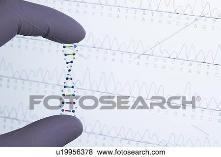 Stock Photo -  Model of DNA molecule, DNA sequencing in background. Fotosearch