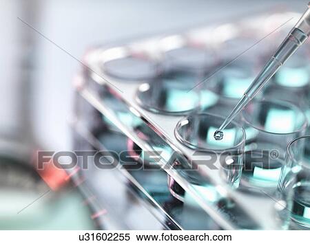 Pipetting sample into multi well tray View Large Photo Image Stock Photography - Pipetting sample into multi well tray. Fotosearch