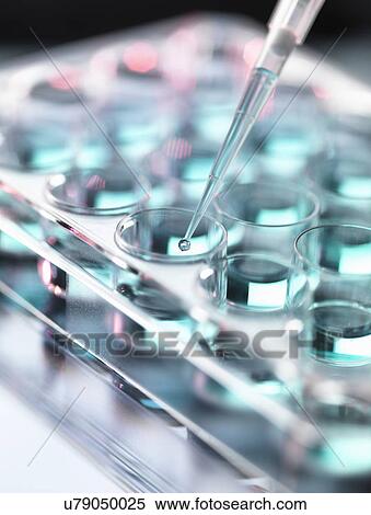 Pipetting sample into multi well tray View Large Photo Image Stock Photography - Pipetting sample into multi well tray. Fotosearch