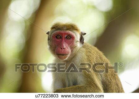 Stock Image - Portrait of an alert macaque monkey, Yala National Park, Sri Lanka, Asia. Fotosearch