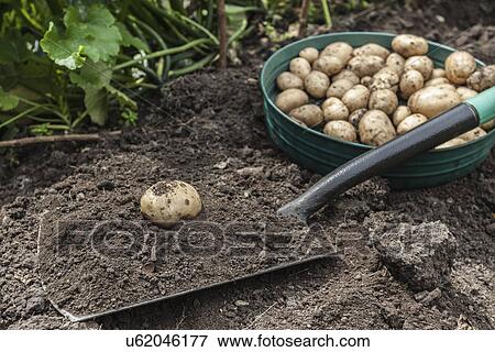 Stock Photo - Potatoes harvested from garden. Fotosearch
