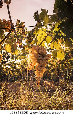 Stock Photo - Ripe grapes on vine at sunset, La Marche, Italy. Fotosearch