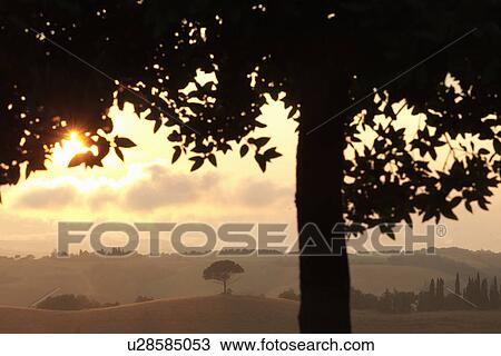 Rural landscape and tree, Tuscany, Italy View Large Photo Image Stock Image - Rural landscape and tree, Tuscany, Italy. Fotosearch