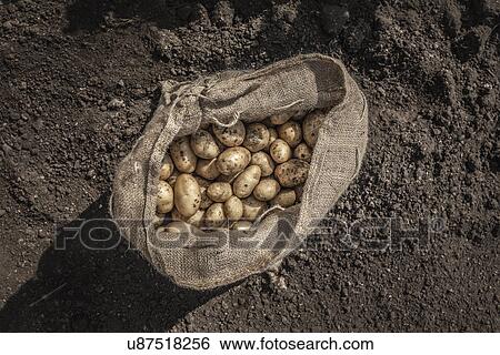 Sack of freshly harvested potatoes View Large Photo Image Stock Photograph - Sack of freshly harvested potatoes. Fotosearch