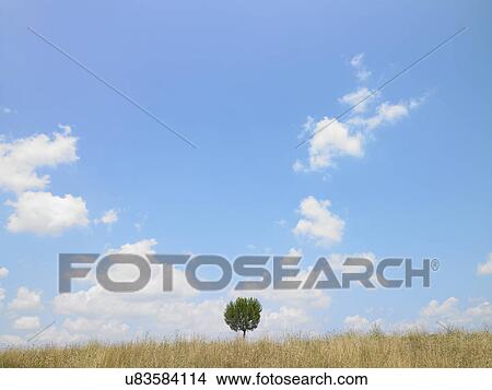 Tree in field View Large Photo Image Picture - Tree in field. Fotosearch