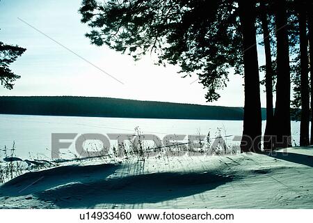 Trees in snow View Large Photo Image Stock Image - Trees in snow. Fotosearch