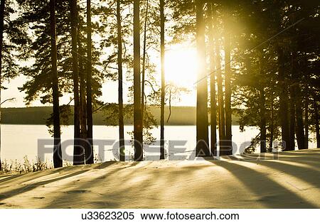 Stock Photography - Trees in sunlight. Fotosearch