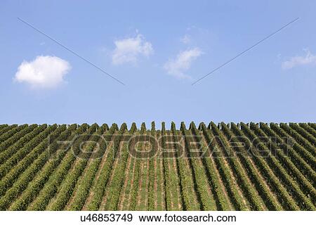 Vineyards in Langhe, Piedmont, Italy View Large Photo Image Stock Photo - Vineyards in Langhe, Piedmont, Italy. Fotosearch