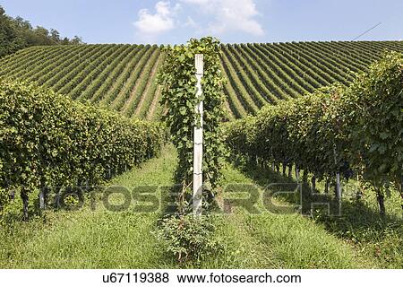 Stock Photo - Vineyards in Langhe, Piedmont, Italy. Fotosearch