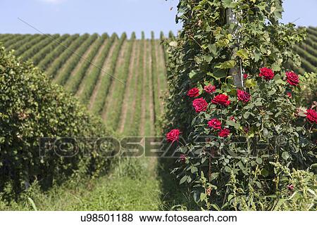 Stock Photo - Vineyards in Langhe, Piedmont, Italy. Fotosearch