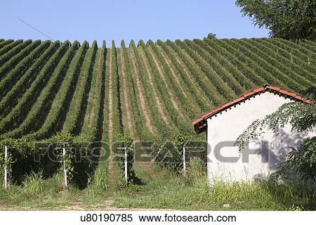 Stock Photography - Vineyards in Langhe, Piedmont, Italy. Fotosearch