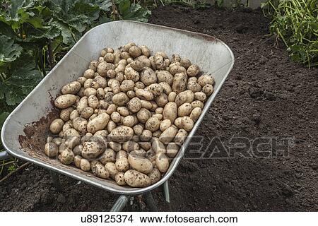 Wheelbarrow full of freshly harvested potatoes View Large Photo Image Picture - Wheelbarrow full of freshly harvested potatoes. Fotosearch