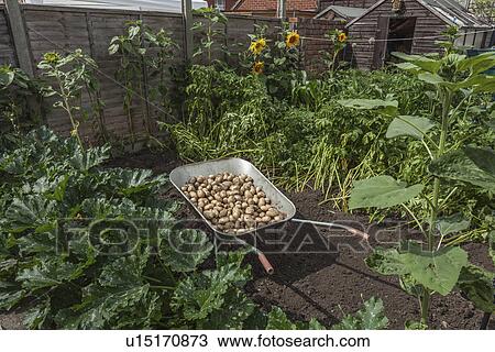 Stock Image - Wheelbarrow full of potatoes in garden. Fotosearch