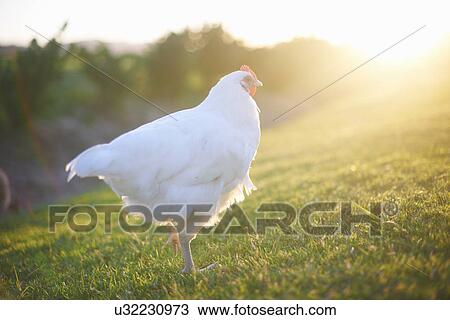 White hen in sunlight View Large Photo Image Stock Image - White hen in sunlight. Fotosearch