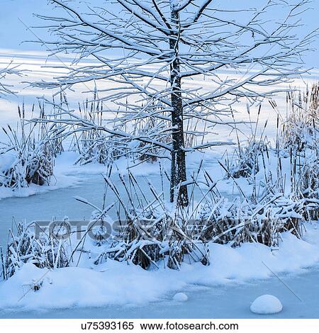 Stock Photography - Bare tree and frozen lake in Central Park. Fotosearch