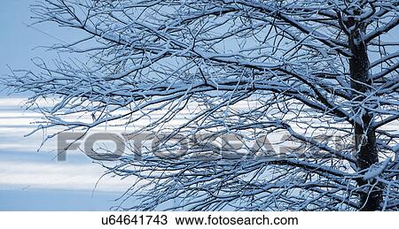 Stock Image - Bare tree in Central Park in winter. Fotosearch