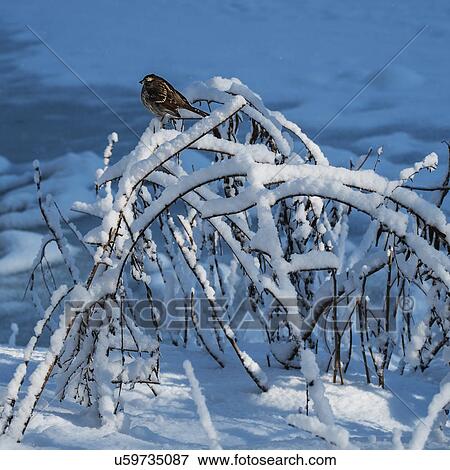 Stock Photo - Bird perching on branch in Central Park. Fotosearch