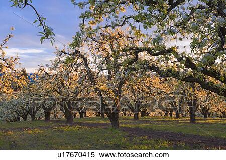 Blooming orchard, Hood River View Large Photo Image Stock Photography - Blooming orchard, Hood River. Fotosearch