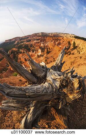 Stock Photo - Bryce Canyon National Park. Fotosearch