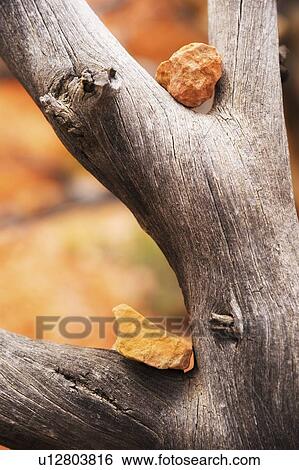 Stock Photograph - Bryce Canyon National Park. Fotosearch