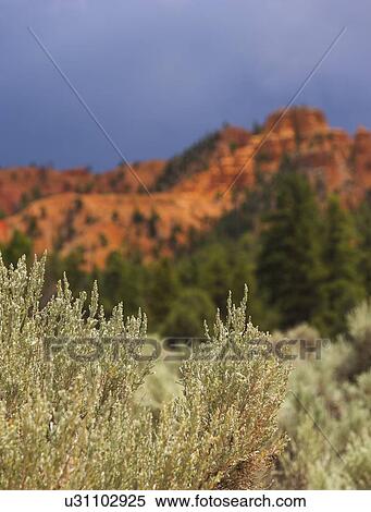 Stock Photography - Bryce Canyon National Park. Fotosearch