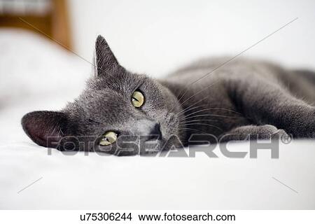 Picture - Close-up of gray cat. Fotosearch