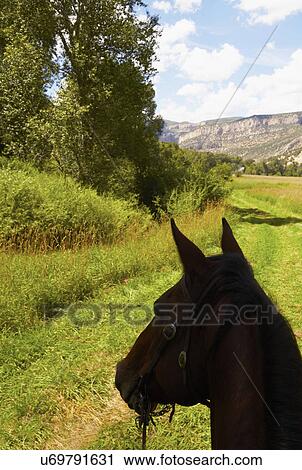 Stock Image - Close-up of horse's head on meadow. Fotosearch