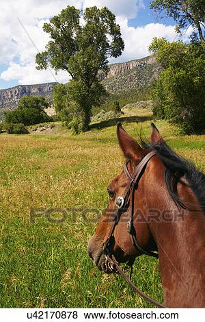 Close-up of horse's head on meadow View Large Photo Image Stock Photo - Close-up of horse's head on meadow. Fotosearch