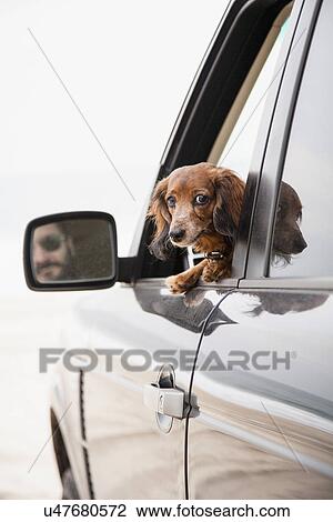 Curious dachshund travelling by car View Large Photo Image Stock Image - Curious dachshund travelling by car. Fotosearch