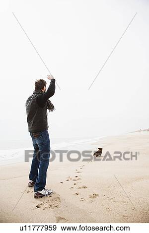 Dachshund fetching on beach View Large Photo Image Stock Photo - Dachshund fetching on beach. Fotosearch